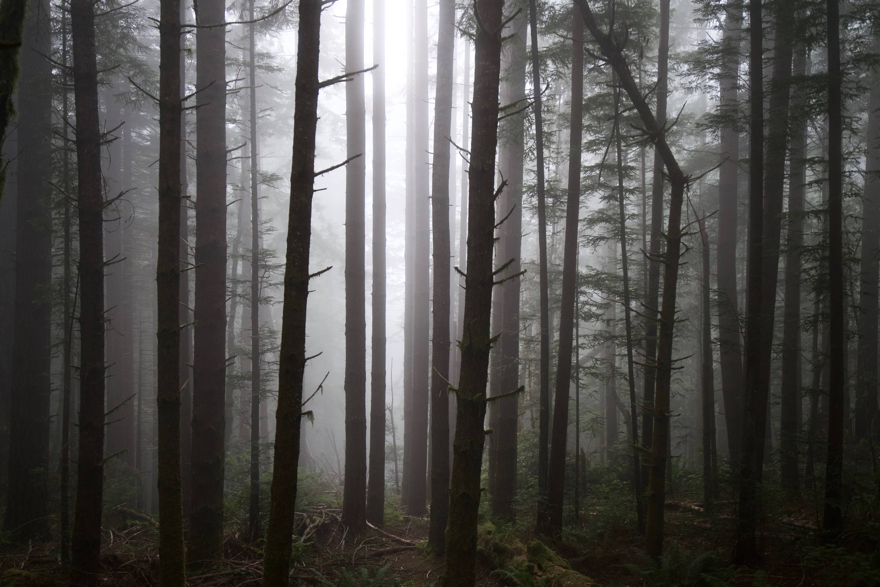 Redwood National Park