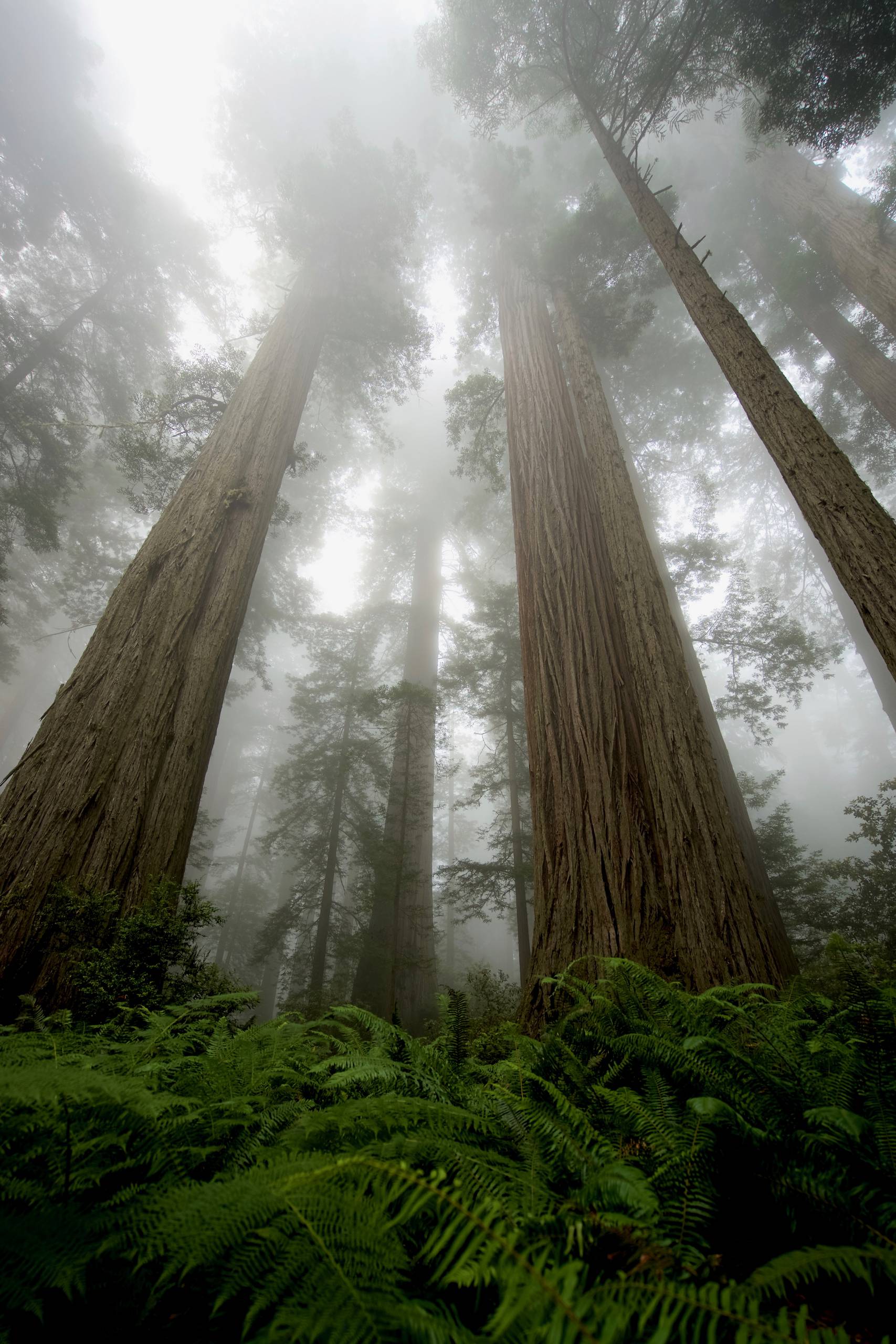 Redwood National Park Worksheet Free Printable