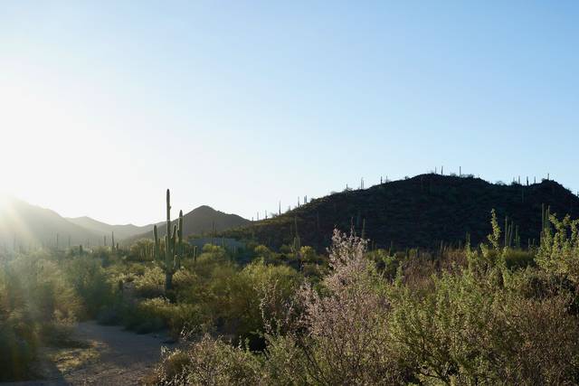 Saguaro National Park (Tucson Mountain District)